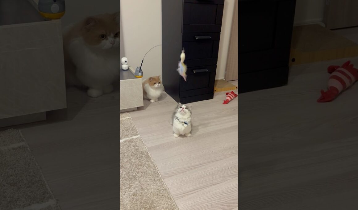子猫の戦いをそっと見守る親猫#かわいい #cat #猫のいる暮らし #子猫 #マンチカン#短足マンチカン#多頭飼い #日常