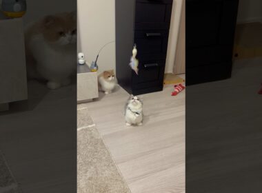 子猫の戦いをそっと見守る親猫#かわいい #cat #猫のいる暮らし #子猫 #マンチカン#短足マンチカン#多頭飼い #日常