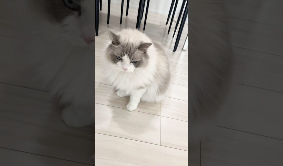 ちょいご機嫌なラグドール　マルちゃん　#cat  #cats  #catlovers  #ragdoll #猫のいる暮らし