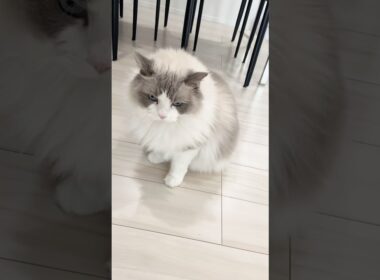 ちょいご機嫌なラグドール　マルちゃん　#cat  #cats  #catlovers  #ragdoll #猫のいる暮らし