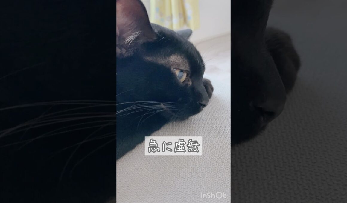 遊んでいるうちに眠くなる黒猫　#ボンベイ #子猫 #cat #bombay #猫のいる暮らし #ねこのいる生活 #ねこ #ねこ動画 #かわいい #おもちゃ #うとうと #癒やし
