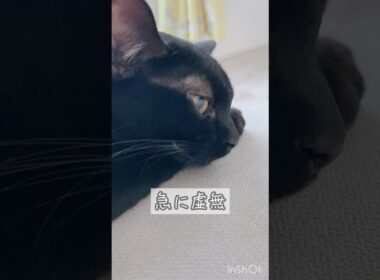 遊んでいるうちに眠くなる黒猫　#ボンベイ #子猫 #cat #bombay #猫のいる暮らし #ねこのいる生活 #ねこ #ねこ動画 #かわいい #おもちゃ #うとうと #癒やし
