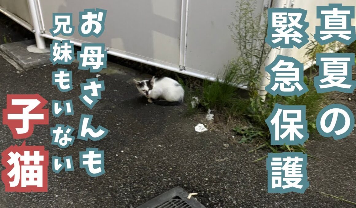 コンビニで発見した子猫１匹を保護しました！！