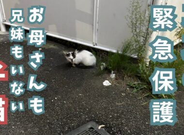 コンビニで発見した子猫１匹を保護しました！！