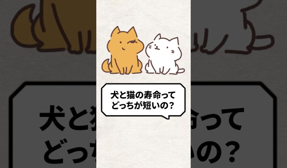 Q：犬と猫の寿命ってどっちが短いの？ #猫 #猫好き #ねこ