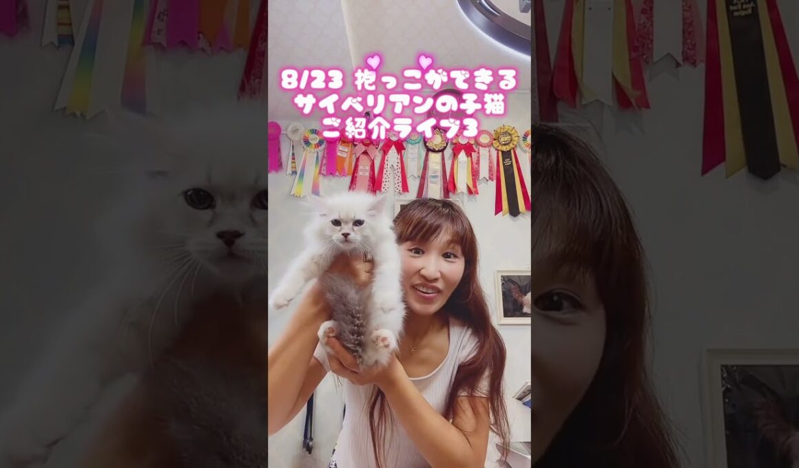 抱っこができる#サイベリアン の#子ネコ ご紹介ライブ3❣️ #猫のいる暮らし を始めるならサイベリア専門店ロイヤルキャッツで💖 #ペットショップ