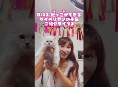 抱っこができる#サイベリアン の#子ネコ ご紹介ライブ3❣️ #猫のいる暮らし を始めるならサイベリア専門店ロイヤルキャッツで💖 #ペットショップ