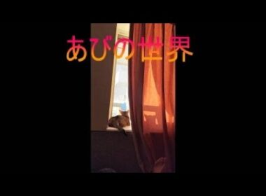 ネコ動画あび＃5249　あびの毎日　アビシニアン　あび