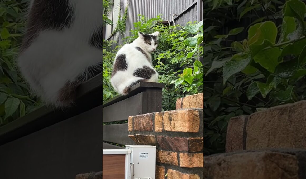 シーサー警備員として働く現場猫🐱🚓守り神葵