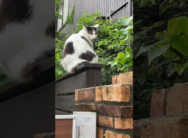 シーサー警備員として働く現場猫🐱🚓守り神葵