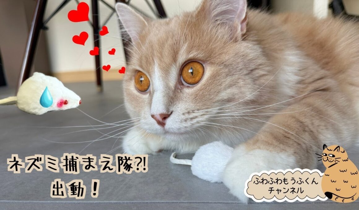 #23 ふわふわサイベリアン🐈ねずみ捕まえ隊?! 出動！