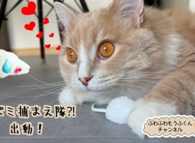 #23 ふわふわサイベリアン🐈ねずみ捕まえ隊?! 出動！