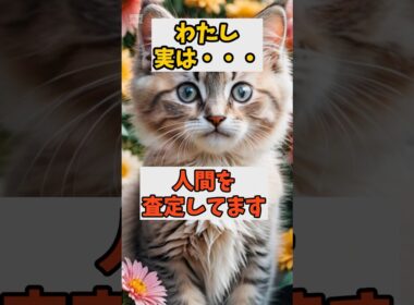 全てを見抜いている猫 #雑学  #豆知識 #動物