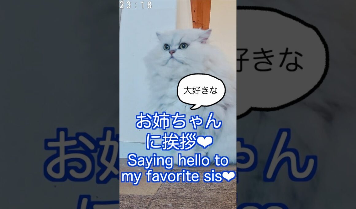 ペルシャ猫姉弟の挨拶が可愛い🩷 Cute Greeting of Persian Cat Siblings#ペルシャ猫 #cat #猫 #挨拶#persiancat