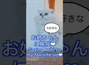 ペルシャ猫姉弟の挨拶が可愛い🩷 Cute Greeting of Persian Cat Siblings#ペルシャ猫 #cat #猫 #挨拶#persiancat