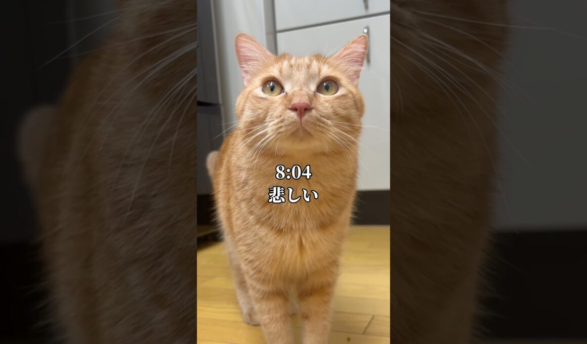 世界一可愛いと言われた猫の悲しい1日 #cat #子ネコ #保護猫