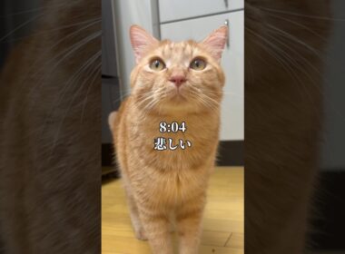 世界一可愛いと言われた猫の悲しい1日 #cat #子ネコ #保護猫
