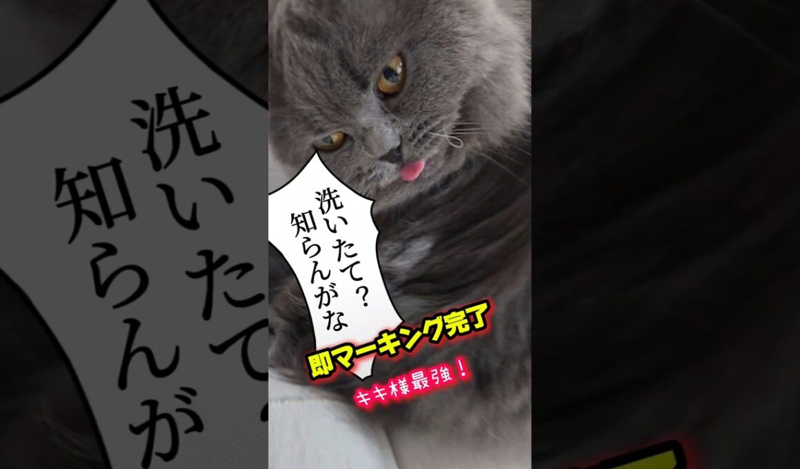 洗った瞬間これ。猫飼いの宿命💔【サイベリアン・キキのKIKICHANNEL】#サイベリアン #猫 #Siberian #cat #shorts
