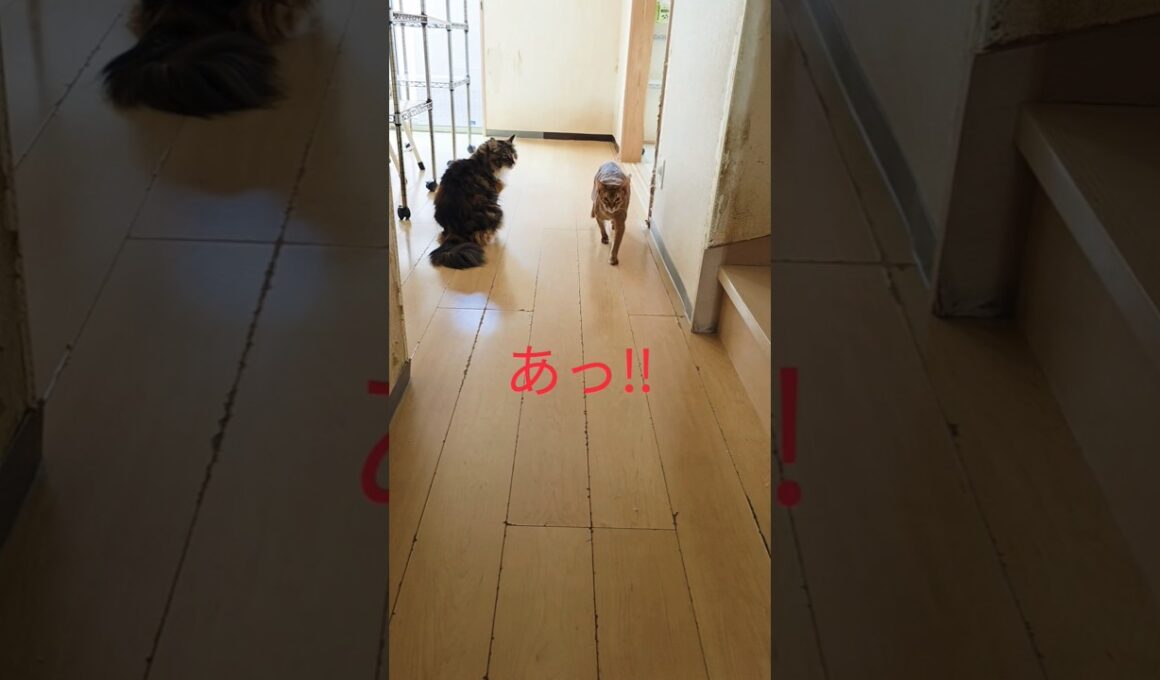 何日かぶりの再会・・・いえいえ、数分ぶりです。#アビシニアン　#猫のいる暮らし