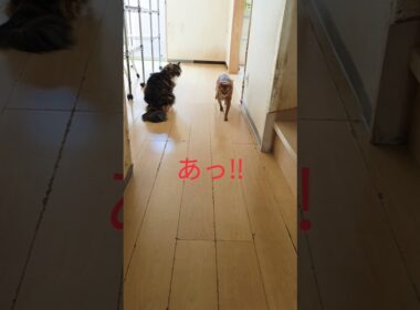 何日かぶりの再会・・・いえいえ、数分ぶりです。#アビシニアン　#猫のいる暮らし