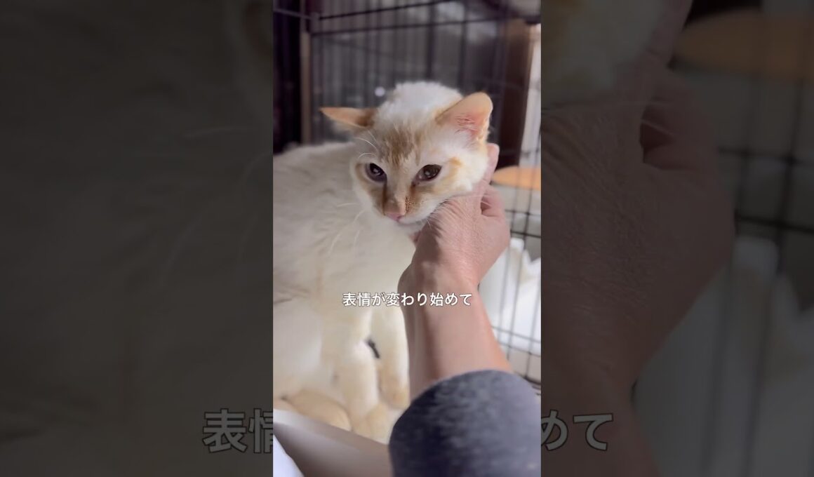 元野生の猫、はじめてのだっこ　#森ネコ
