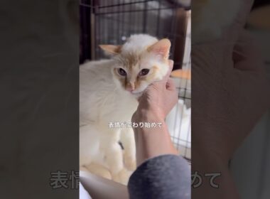 元野生の猫、はじめてのだっこ　#森ネコ