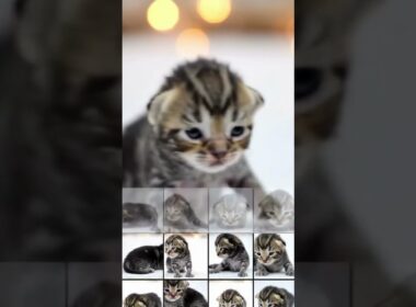 ️Kitten's 39Day Growth Diary ✨ Raw Meows ASMR Therapy