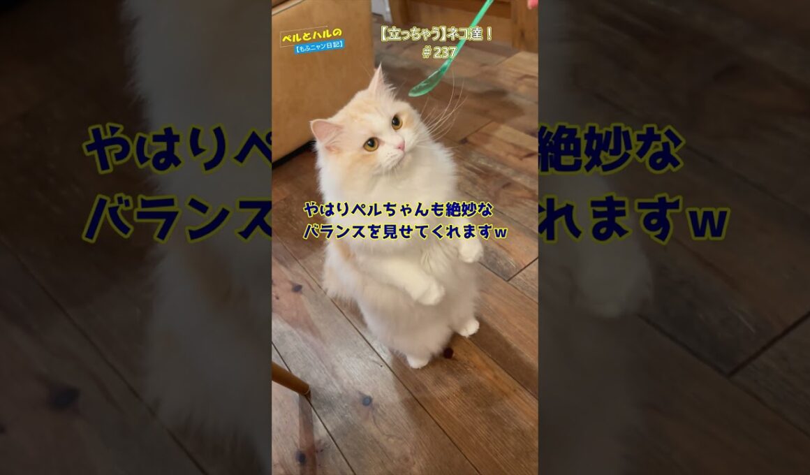 【立っちゃう】ネコ達！#cat #セルカークレックス #スコティッシュ #猫好きさんと繋がりたい #長毛猫 #サーカス