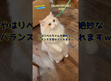【立っちゃう】ネコ達！#cat #セルカークレックス #スコティッシュ #猫好きさんと繋がりたい #長毛猫 #サーカス