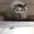 庭に入ってきたカマキリに野生の掟を叩き込む凶暴猫がこちら【関西弁でしゃべる猫】【猫アテレコ】