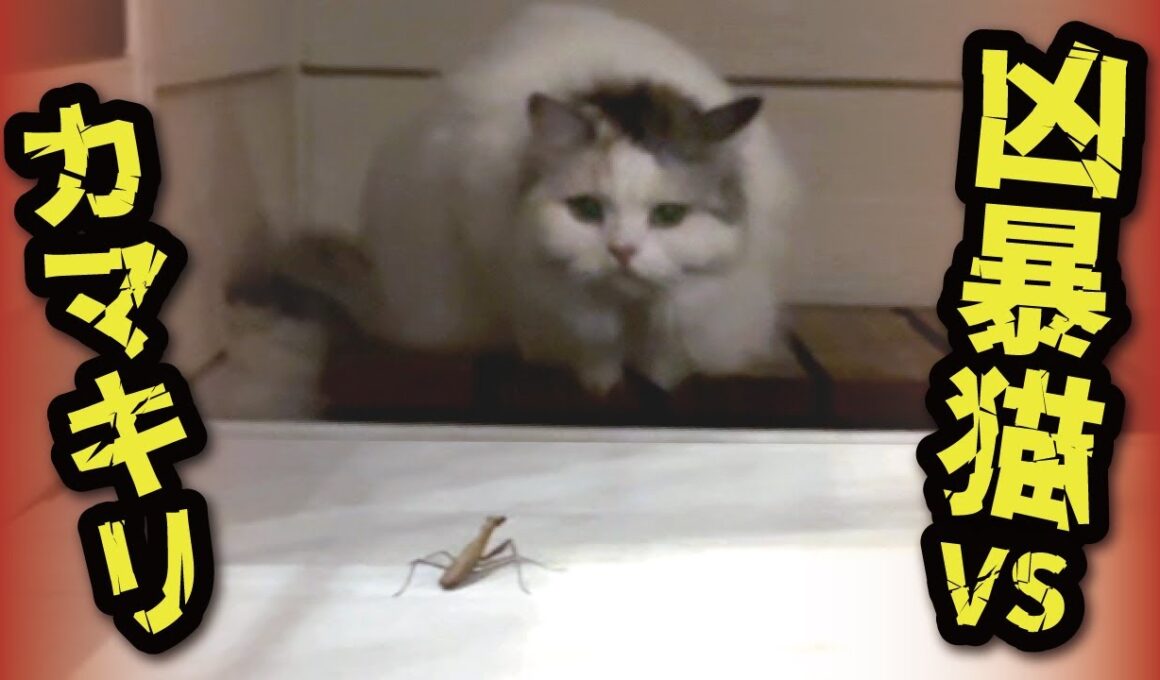 庭に入ってきたカマキリに野生の掟を叩き込む凶暴猫がこちら【関西弁でしゃべる猫】【猫アテレコ】
