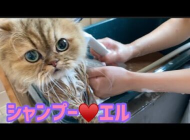 シャンプー♥️エル  【ペルシャ猫.Persian.チンチラゴールド.チンチラシルバー】