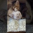 シャムの子ネコ雫ちゃんの背中に、顔のせベロ出しのキジシロ子ネコ来夢