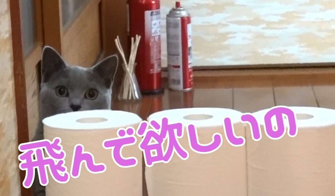 体育の日にシャルトリューの猫も運動してもらいました。【Chartreux】