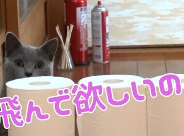 体育の日にシャルトリューの猫も運動してもらいました。【Chartreux】
