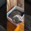 素敵な家 #ねこ動画 #アメリカンカール #かわいい猫