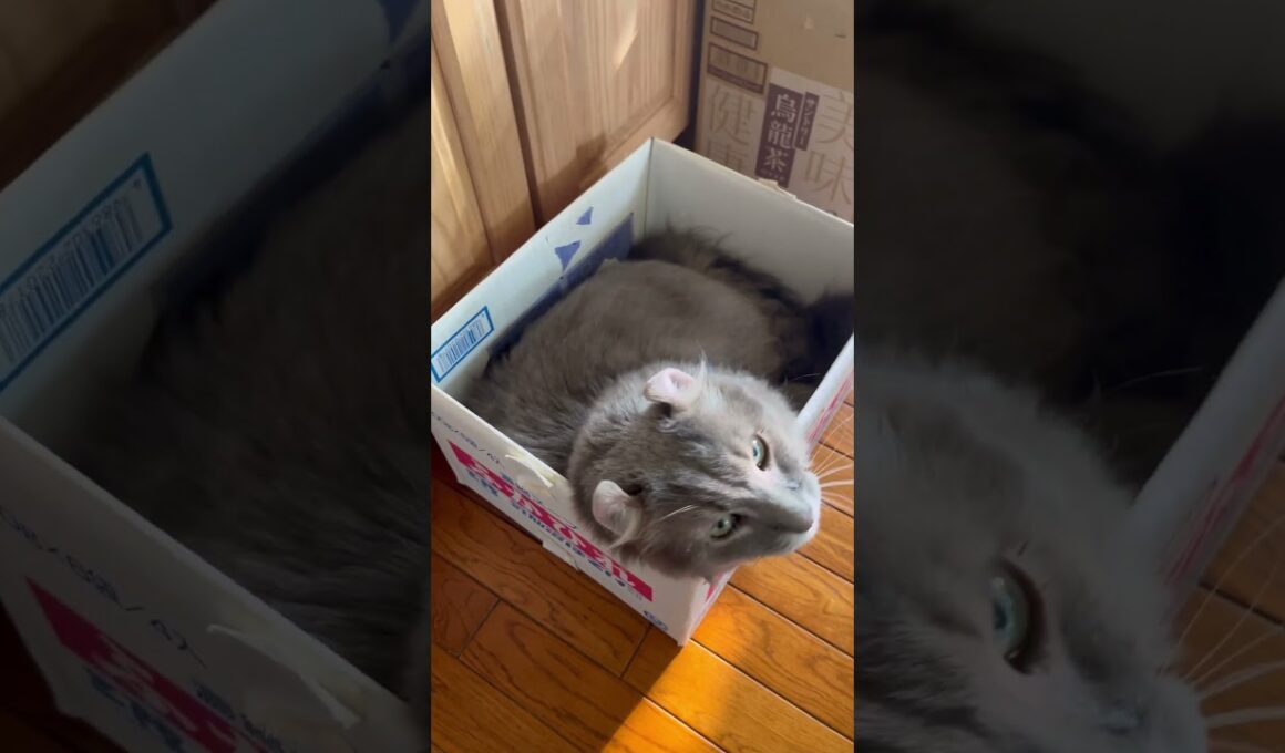 素敵な家 #ねこ動画 #アメリカンカール #かわいい猫