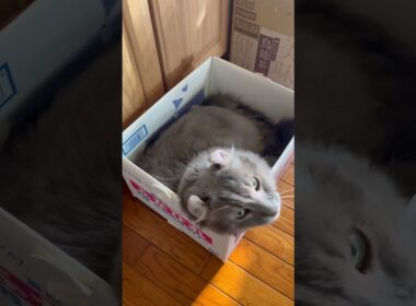 素敵な家 #ねこ動画 #アメリカンカール #かわいい猫