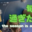 バーマン猫ガブとラフ【旬を過ぎたら】Once the season is over（バーマン猫）Birman/Cat