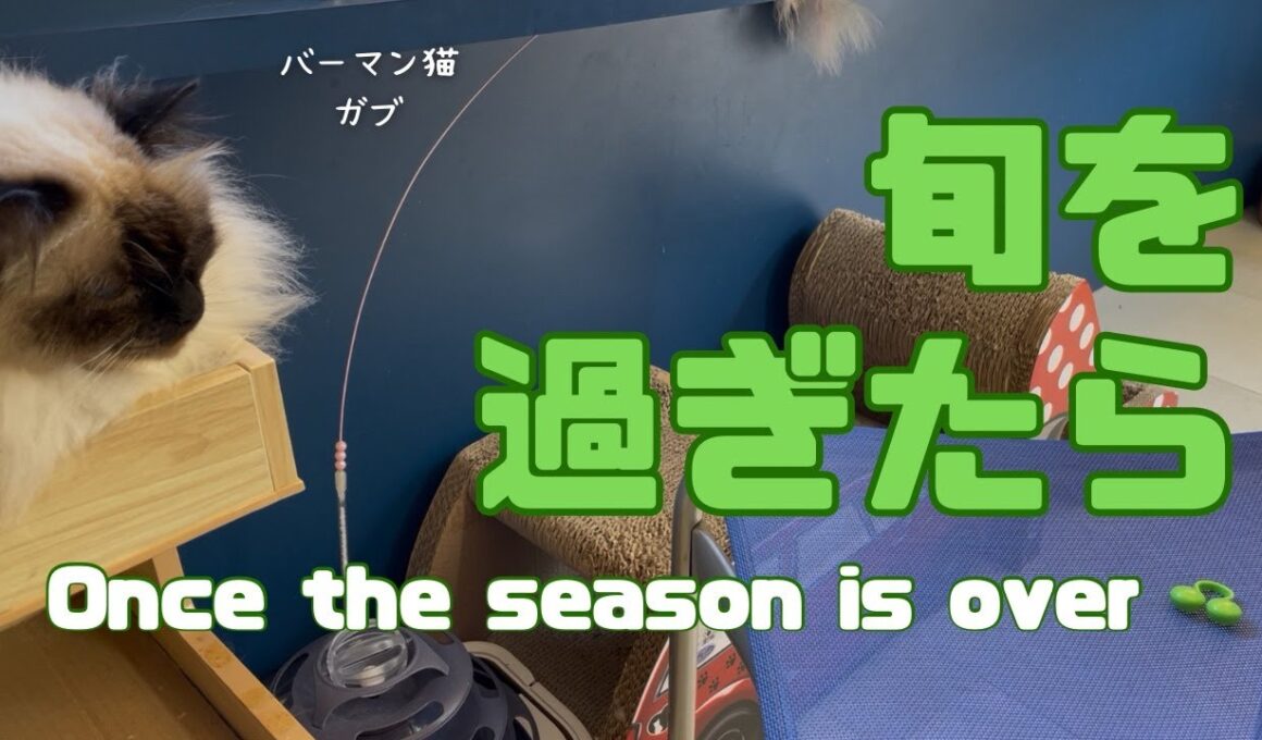 バーマン猫ガブとラフ【旬を過ぎたら】Once the season is over（バーマン猫）Birman/Cat