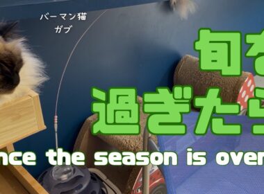 バーマン猫ガブとラフ【旬を過ぎたら】Once the season is over（バーマン猫）Birman/Cat