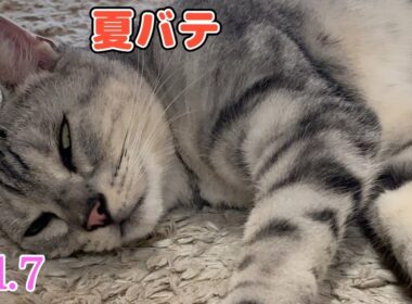 #7 アメリカンショートヘア 【Vlog】#Shorts