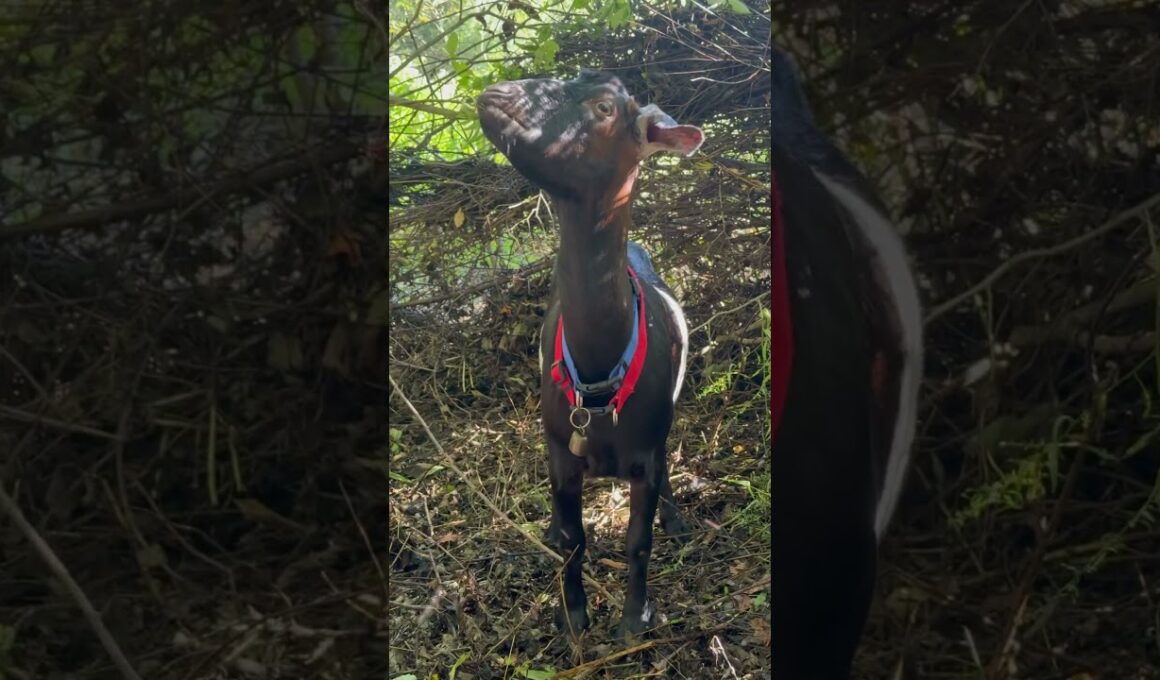 What Our Goats REALLY Do When We're Not Looking! #farmanimals #hiddenfootage #august2025