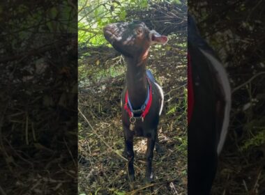 What Our Goats REALLY Do When We're Not Looking! #farmanimals #hiddenfootage #august2025