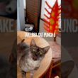 #強烈キャットパンチ #ボクサー猫 #catpunch #猫玩具 #egyptianmaucat #エジプシャンマウ #エジプシャンマウスモーク #エジプシャンマウの仲間たち #shorts