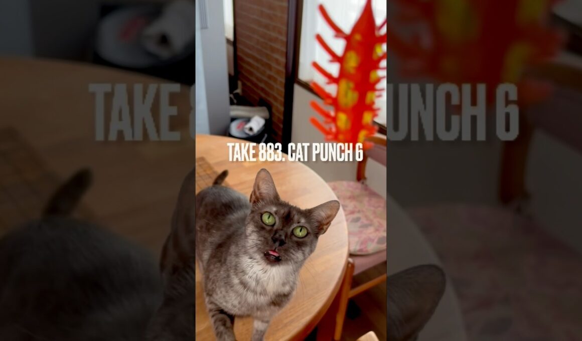 #強烈キャットパンチ #ボクサー猫 #catpunch #猫玩具 #egyptianmaucat #エジプシャンマウ #エジプシャンマウスモーク #エジプシャンマウの仲間たち #shorts