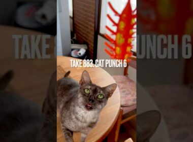 #強烈キャットパンチ #ボクサー猫 #catpunch #猫玩具 #egyptianmaucat #エジプシャンマウ #エジプシャンマウスモーク #エジプシャンマウの仲間たち #shorts
