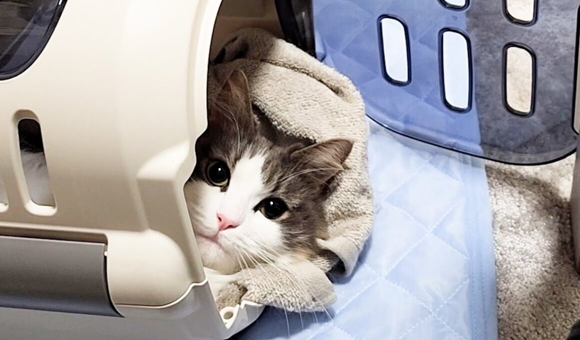 ノルウェージャンフォレストキャットのなにげない行動がオモロかわええ