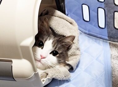ノルウェージャンフォレストキャットのなにげない行動がオモロかわええ