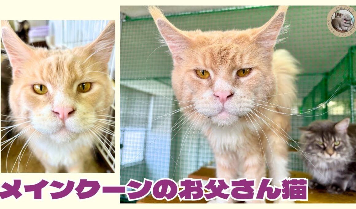 【チャンピオン猫】お父さん猫をご紹介🐾【メインクーン】